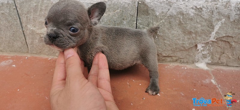 Cuccioli di Bulldog Francese - Foto n. 1