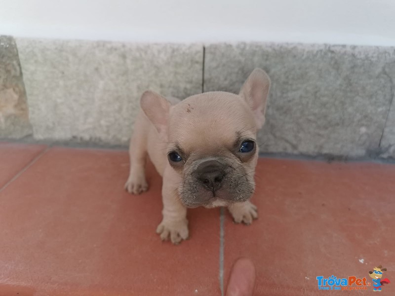 Cuccioli di Bulldog Francese - Foto n. 3