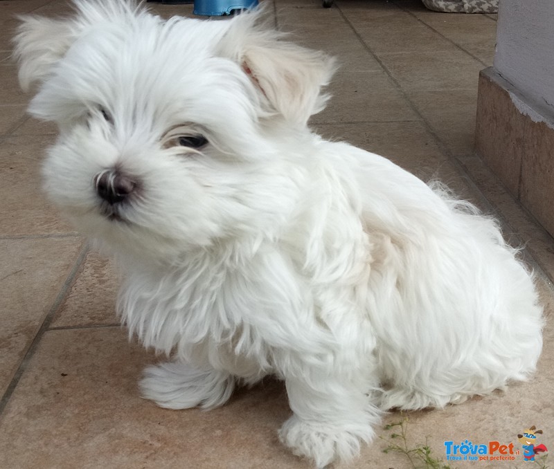 Maltese toy mini Cucciolo Maschio con Pedigree - Foto n. 1