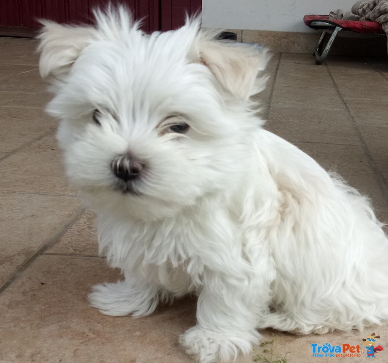 Maltese toy mini Cucciolo Maschio con Pedigree - Foto n. 3