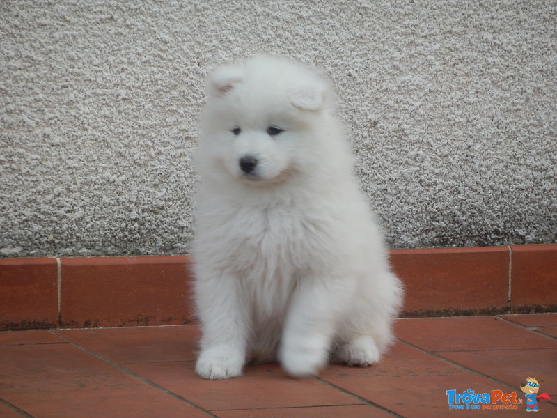 Cucciola di Razza Samoiedo - Foto n. 1