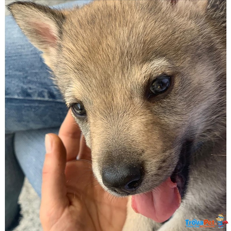 Bellissimi Cuccioli di lupo Cecoslovacco - Foto n. 1