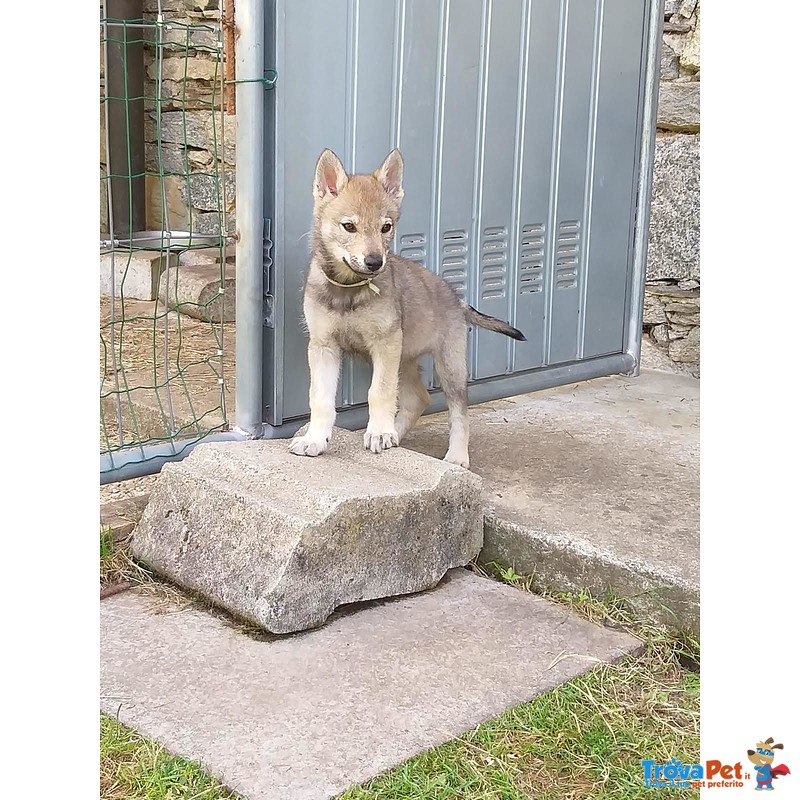 Bellissimi Cuccioli di lupo Cecoslovacco - Foto n. 4