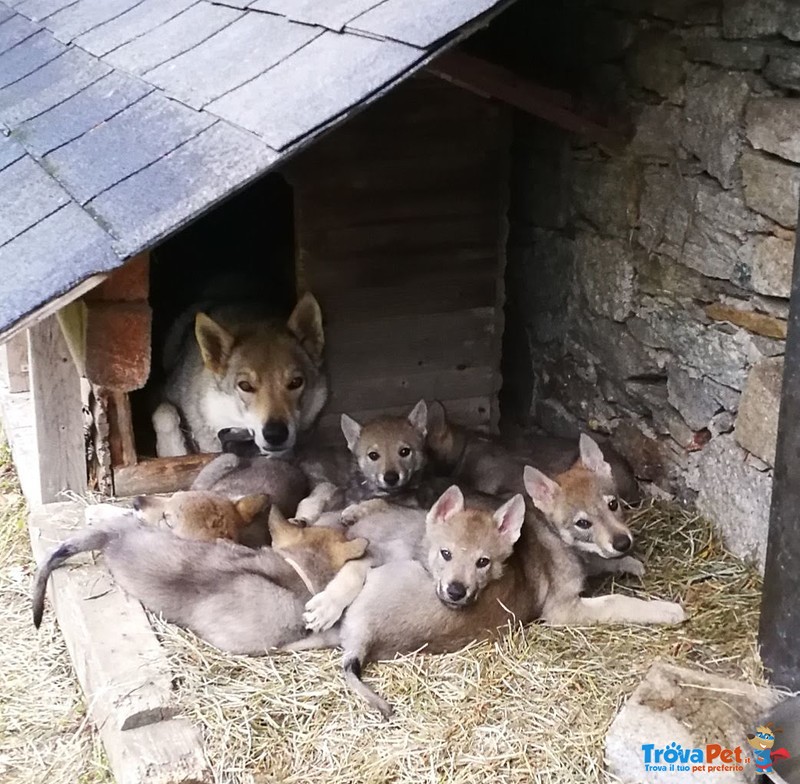 Bellissimi Cuccioli di lupo Cecoslovacco - Foto n. 6