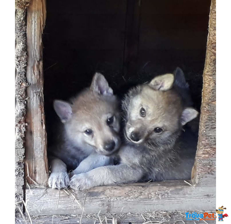 Bellissimi Cuccioli di lupo Cecoslovacco - Foto n. 7
