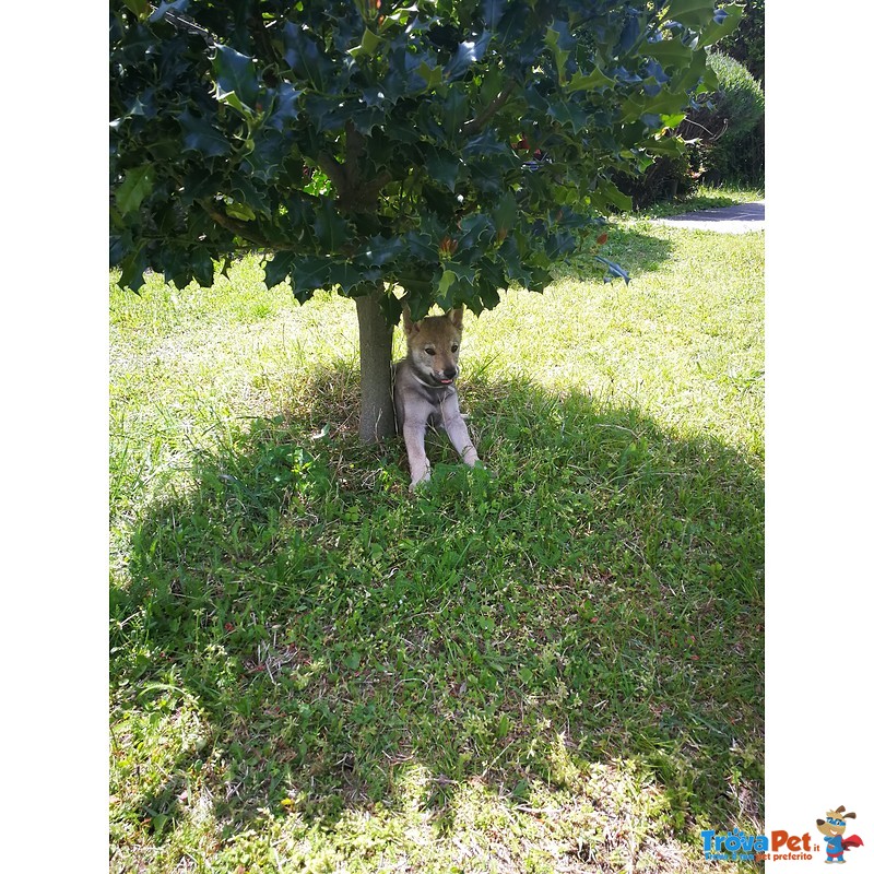 Bellissimi Cuccioli di lupo Cecoslovacco - Foto n. 8