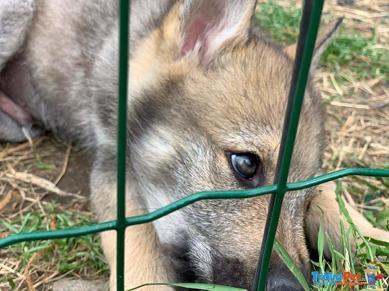 Bellissimi Cuccioli di lupo Cecoslovacco - Foto n. 9