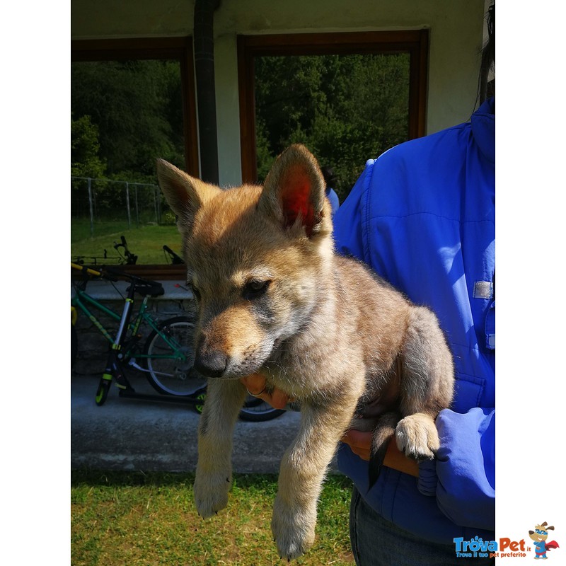 Bellissimi Cuccioli di lupo Cecoslovacco - Foto n. 10