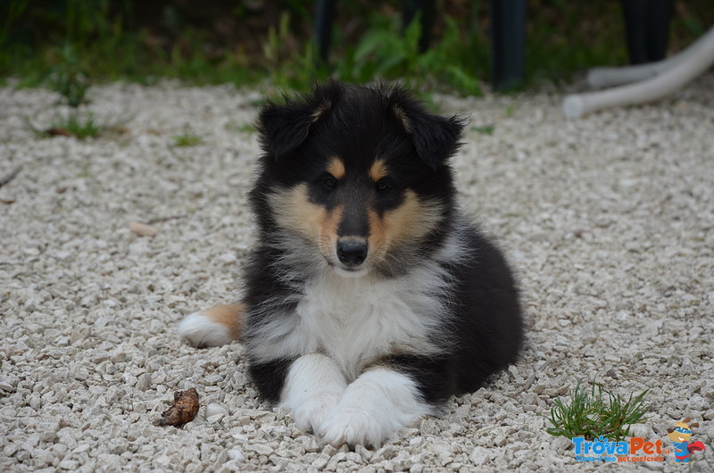 Cuccioli di Pastore Scozzese (collie) - Foto n. 2