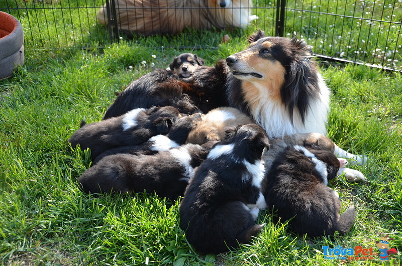 Cuccioli di Pastore Scozzese (collie) - Foto n. 5