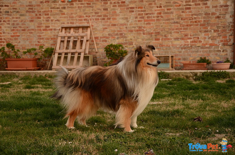 Cuccioli di Pastore Scozzese (collie) - Foto n. 6