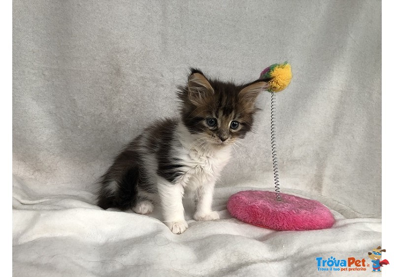 Bellissima Cucciola di Maine Coon - Foto n. 2