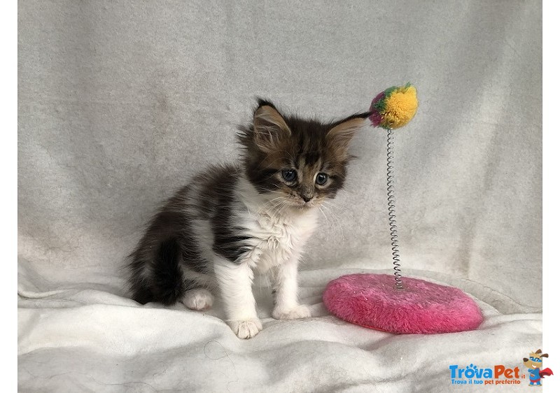 Bellissima Cucciola di Maine Coon - Foto n. 3