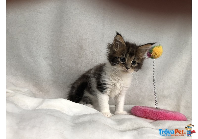 Bellissima Cucciola di Maine Coon - Foto n. 4