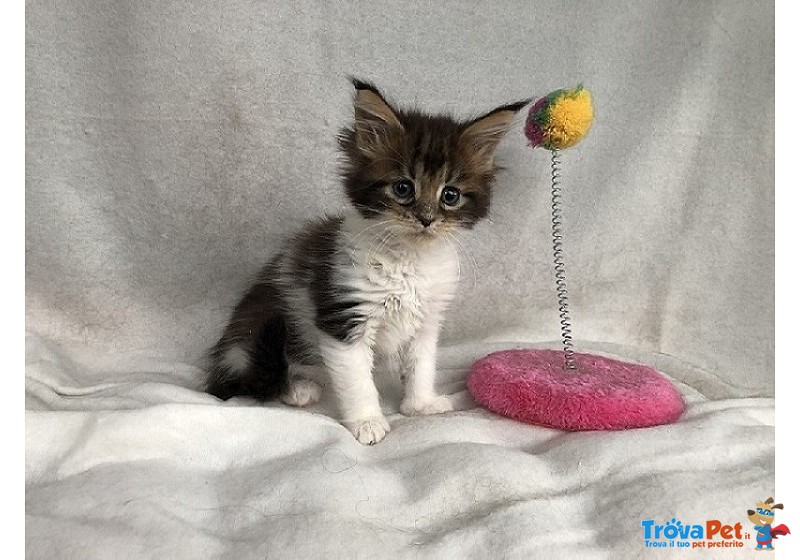 Bellissima Cucciola di Maine Coon - Foto n. 1