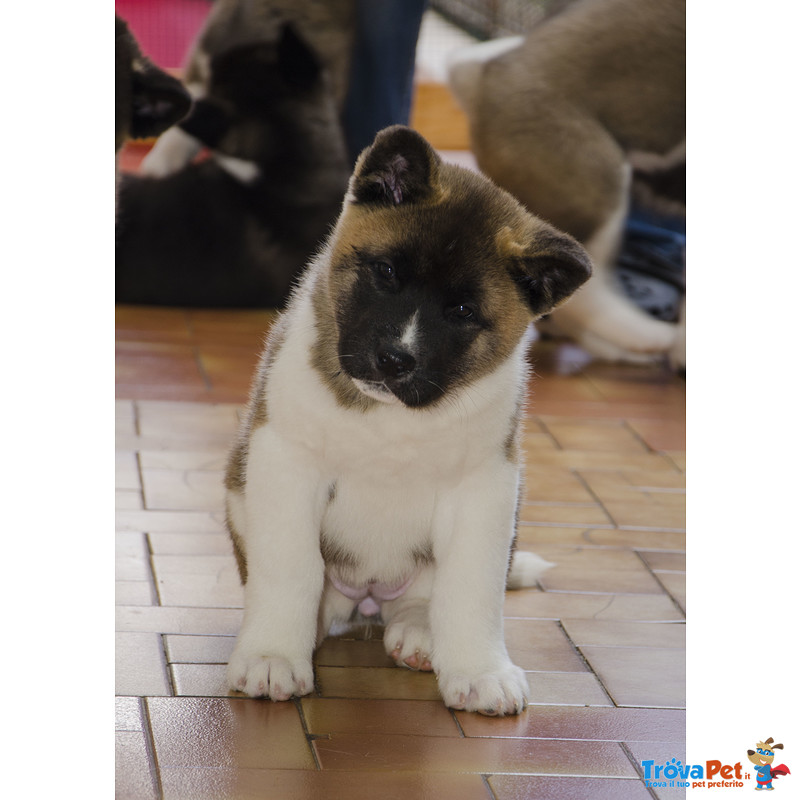 Cuccioli di Akita Americano - Foto n. 4