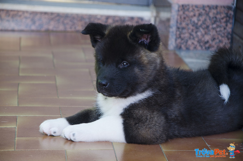 Cuccioli di Akita Americano - Foto n. 7