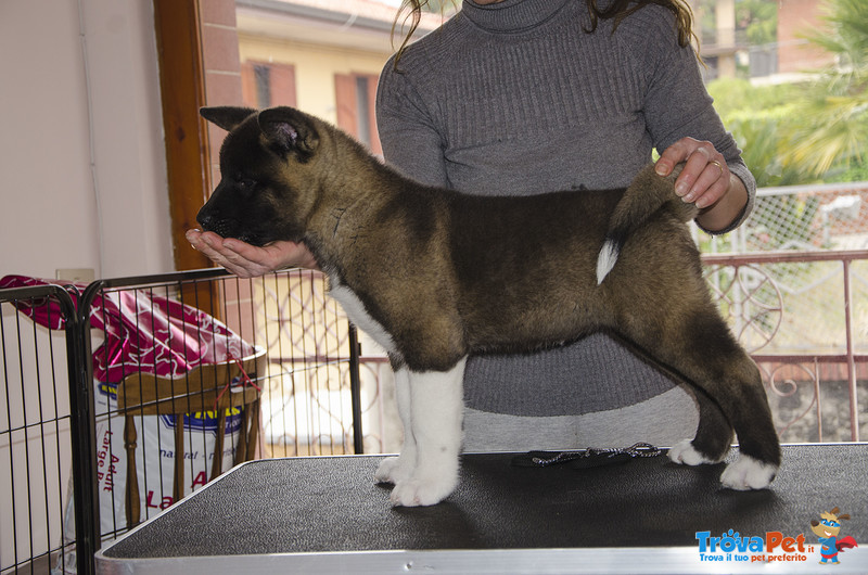 Cuccioli di Akita Americano - Foto n. 8