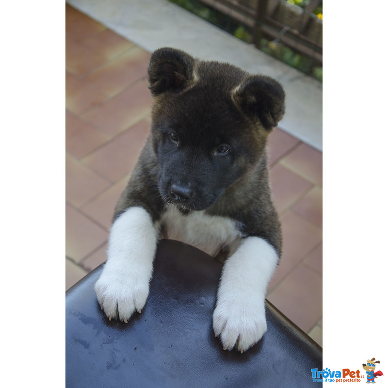 Cuccioli di Akita Americano - Foto n. 9