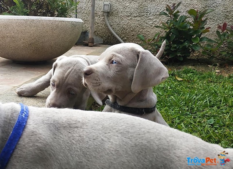 Cuccioli Weimaraner alta Genealogia - Foto n. 2