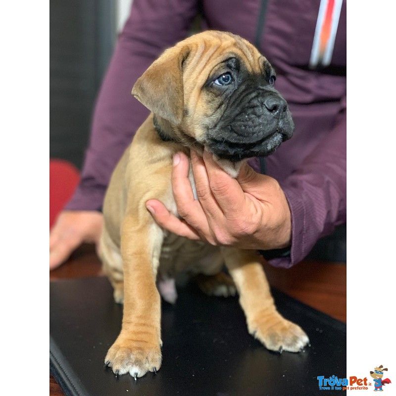 Cuccioli cane Corso Puri - Foto n. 6