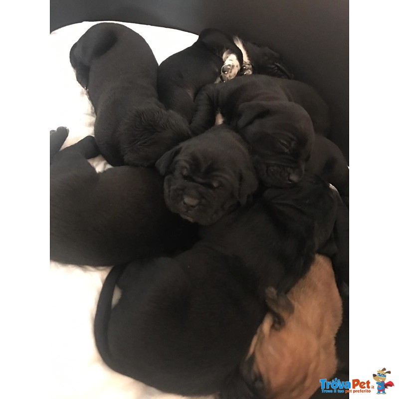 Cuccioli cane Corso Puri - Foto n. 7