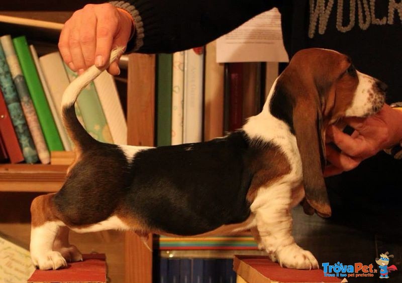 Bellissima Cucciola di Bassethound - Foto n. 1