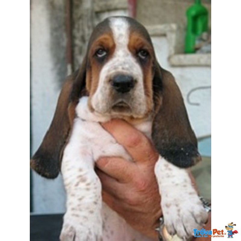 Bellissima Cucciola di Bassethound - Foto n. 2