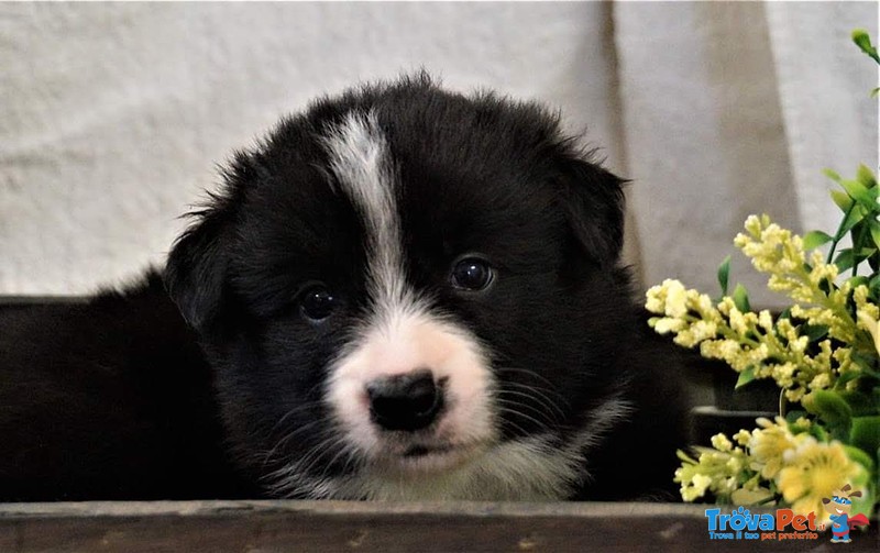 Bellissimo Cucciolo Maschio di Border Collie - Foto n. 3