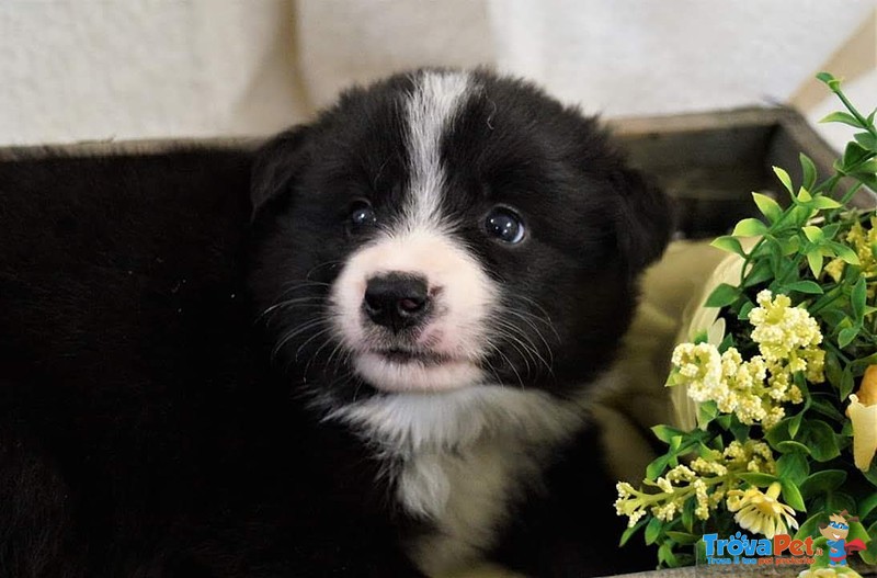 Bellissimo Cucciolo Maschio di Border Collie - Foto n. 4