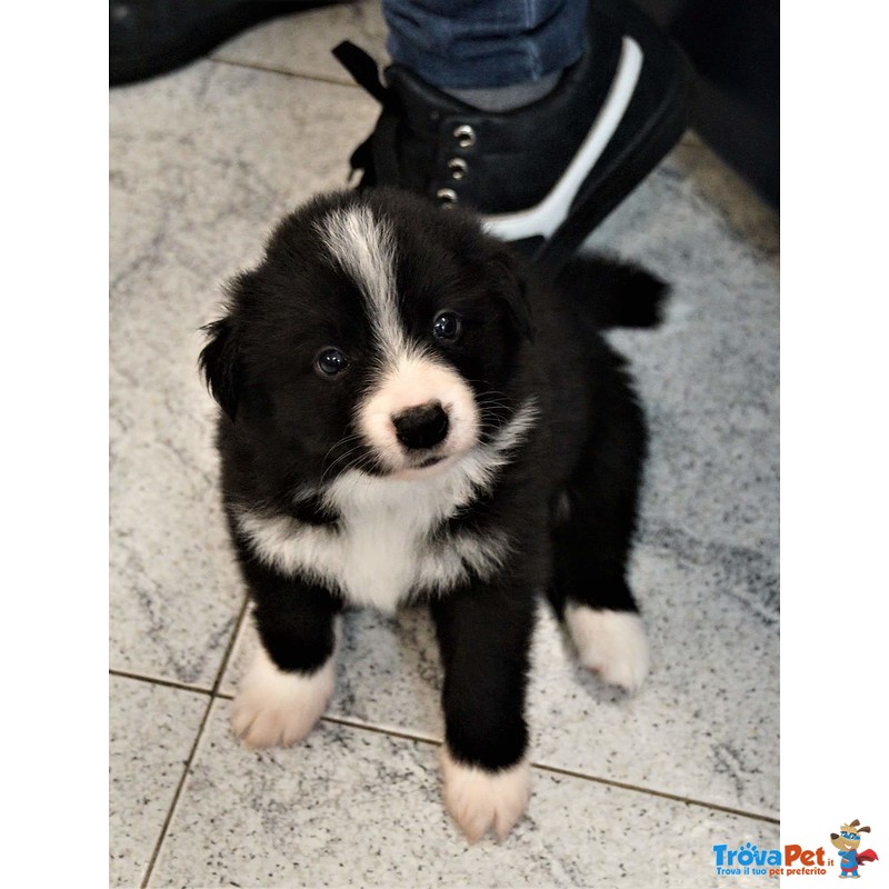 Bellissimo Cucciolo Maschio di Border Collie - Foto n. 5