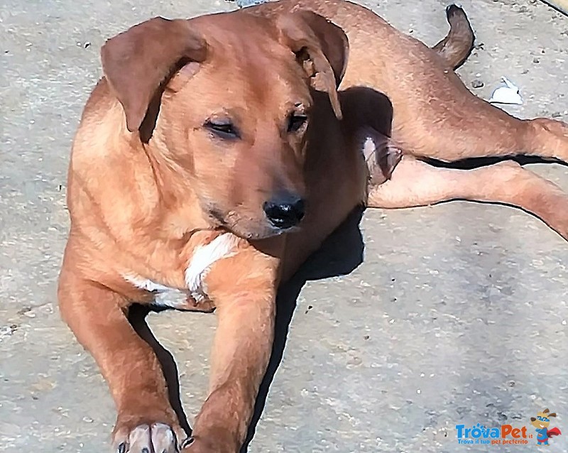 Ragù, Magnifico Pitbull. da Guardare. Carattere Dolcissimo e Bellezza Unica - Foto n. 4