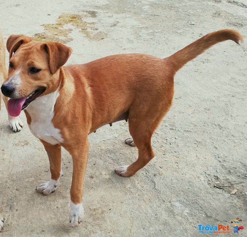 Virgola. una Pitbull Luminosa come il Sole. Raggiante!! - Foto n. 2