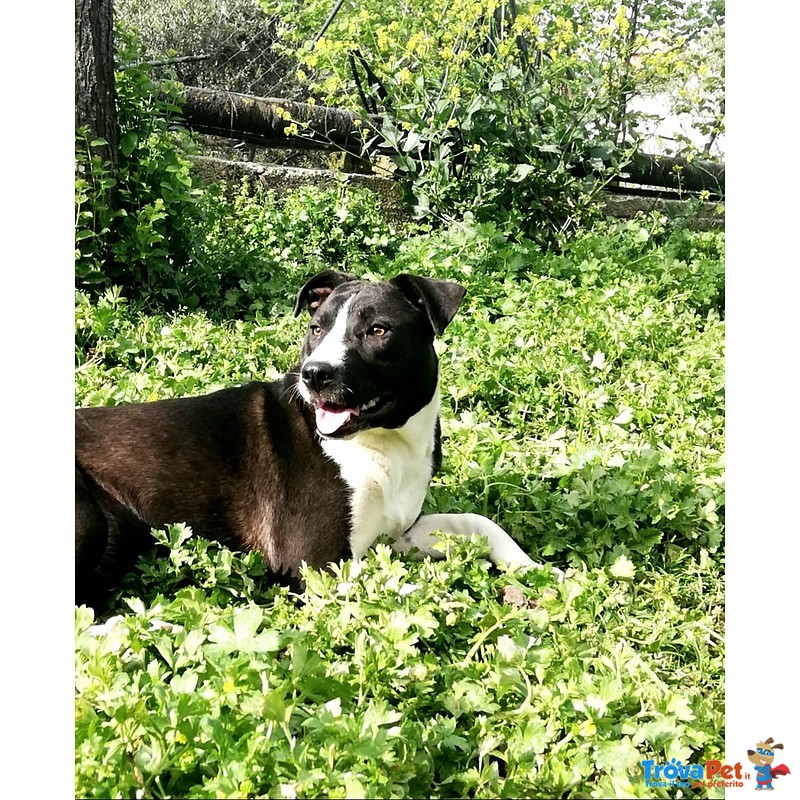 Lara. una Pitbull di una Bellezza Unica - Foto n. 4