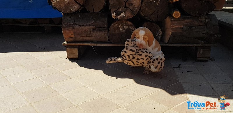 Cuccioli Bracco Italiano alta Genealogia - Foto n. 1