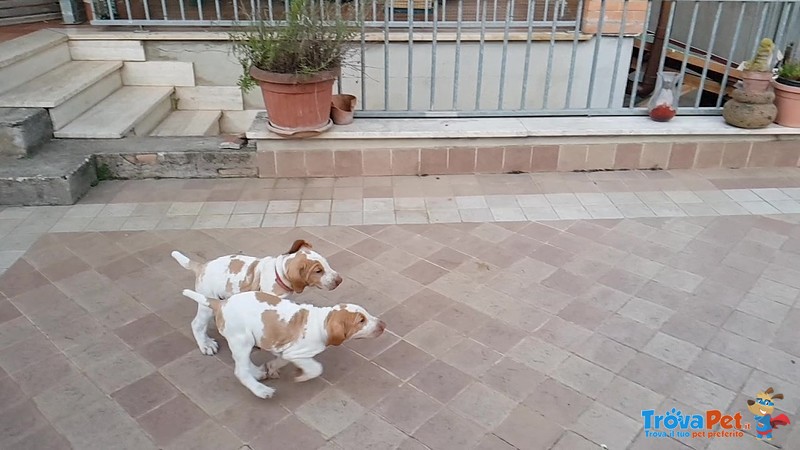 Cuccioli Bracco Italiano alta Genealogia - Foto n. 3