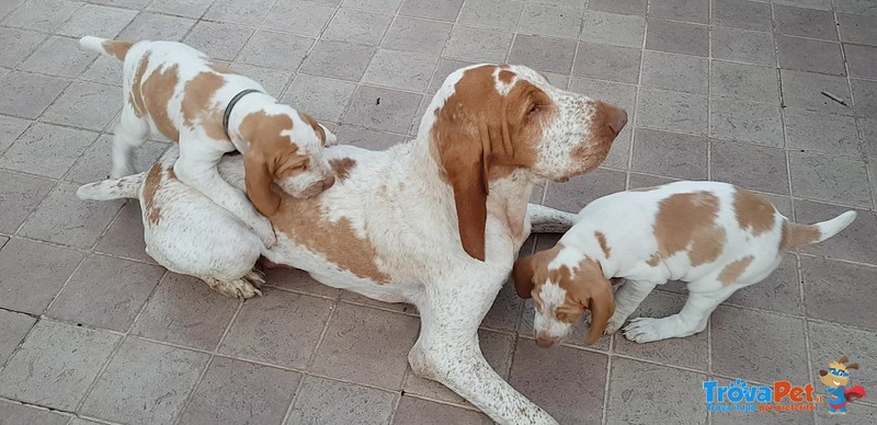 Cuccioli Bracco Italiano alta Genealogia - Foto n. 4