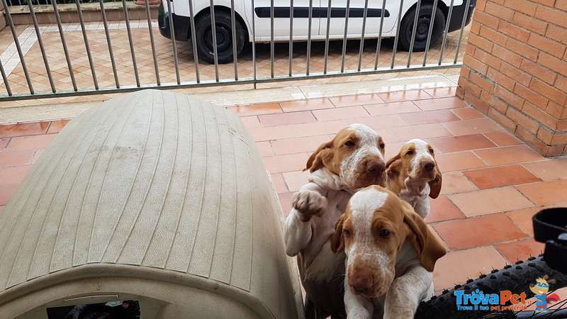 Cuccioli Bracco Italiano alta Genealogia - Foto n. 6