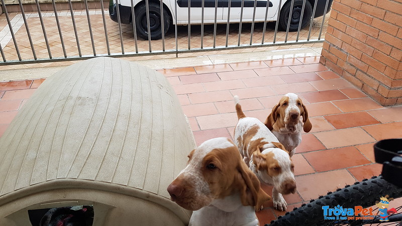 Cuccioli Bracco Italiano alta Genealogia - Foto n. 7