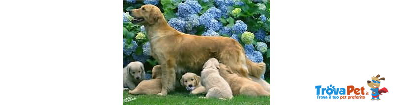 Cuccioli Golden Retriever - Foto n. 1