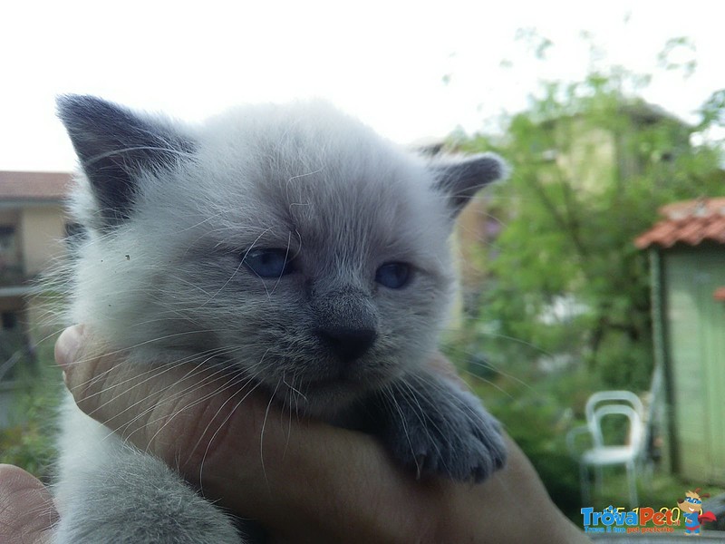 Cuccioli Razza thai blue Point Siamese Traditional - Foto n. 2