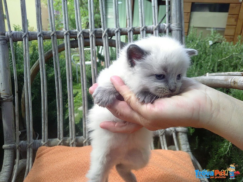 Cuccioli Razza thai blue Point Siamese Traditional - Foto n. 5