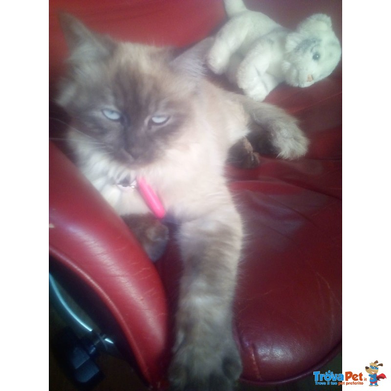 Cuccioli Razza thai blue Point Siamese Traditional - Foto n. 6