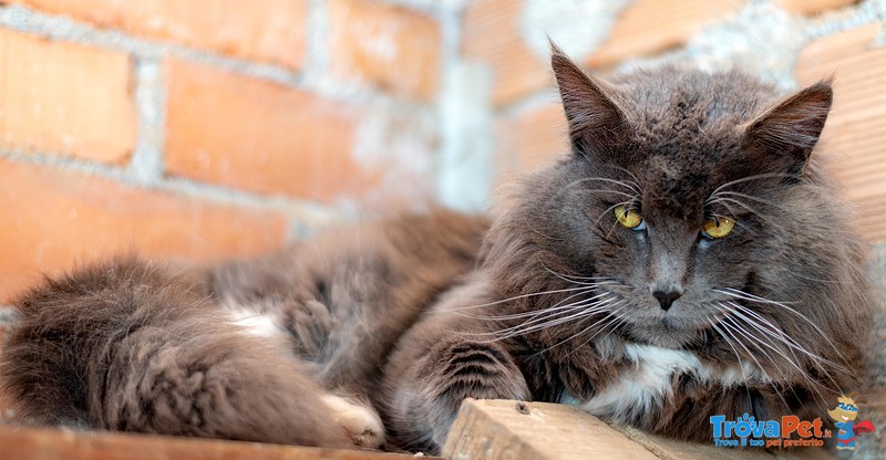 Stallone Maine Coon - Foto n. 1