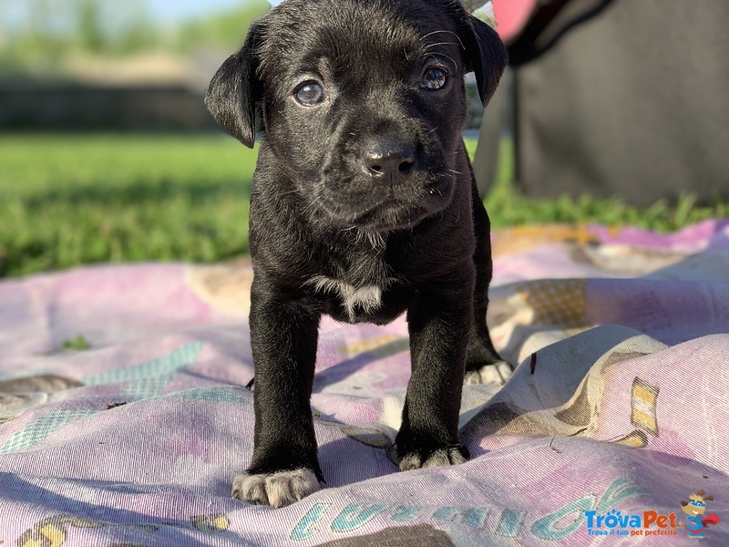 Regalo Cagnolini - Foto n. 3