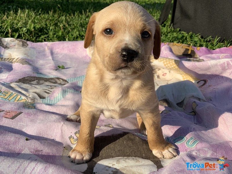 Regalo Cagnolini - Foto n. 1