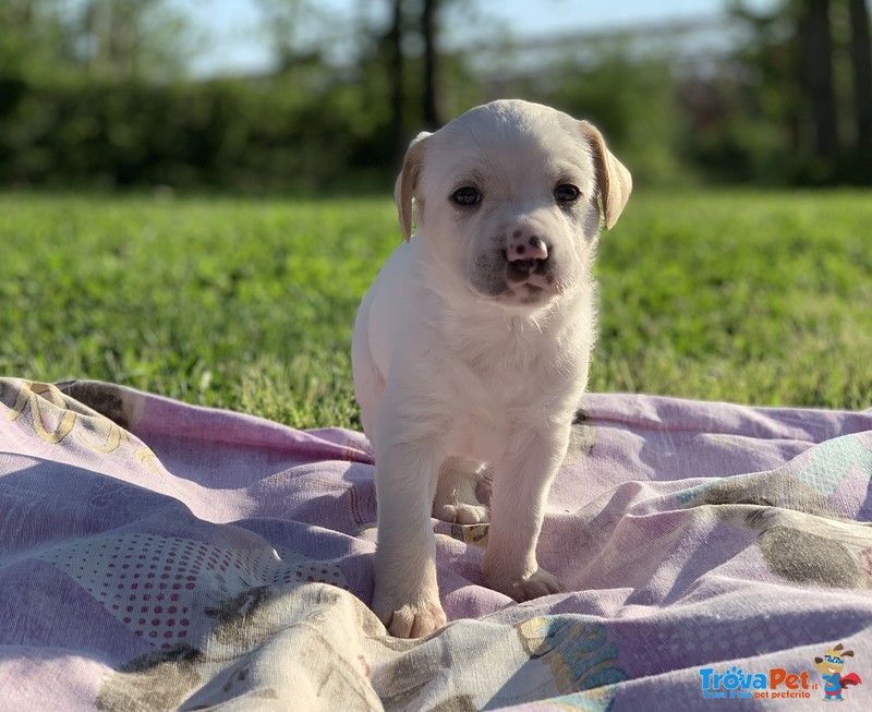 Regalo Cagnolini - Foto n. 4