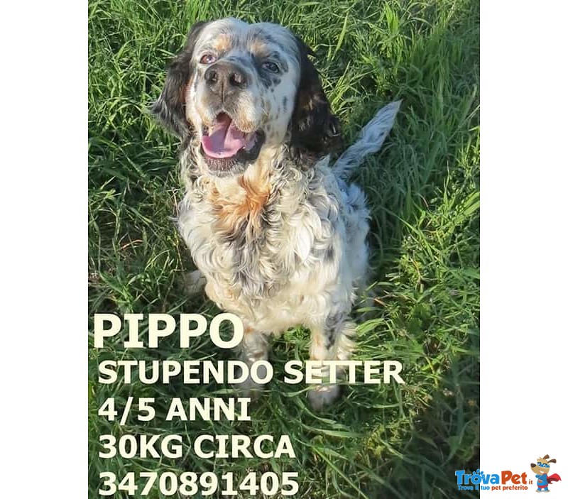 Pippo, Meraviglioso Setter, Cerca Casa - Foto n. 1