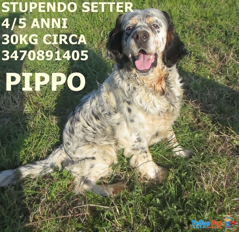 Pippo, Meraviglioso Setter, Cerca Casa - Foto n. 2