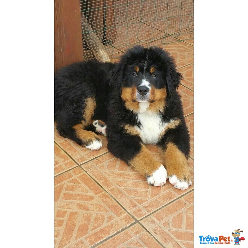 Cucciole di Bovaro del Bernese - Foto n. 1